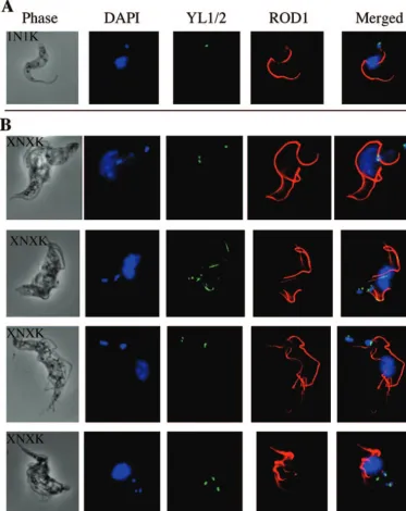 FIG. 7. Double immunoﬂuorescence assay of CRK3 �3 days after CRK3examined under a ﬂuorescence microscope