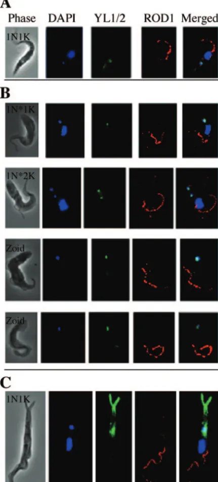 FIG. 8. Double immunoﬂuorescence assay of CRK3 �ﬁcient procyclic-form5 days after CRK3for DNA, YL1/2 for tyrosinated1N*2K cells and zoids