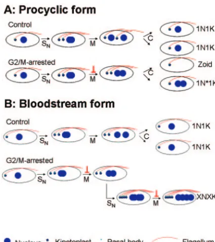 FIG. 9. A model showing distinctive responses to G/M arrest byphase; M, mitosis; C, cytokinesis