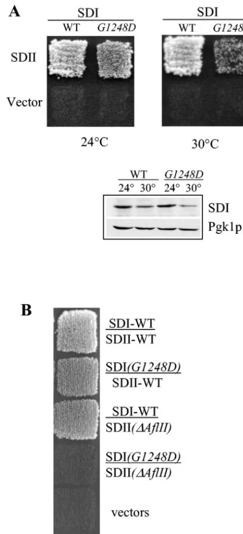 FIG. 1. Myo2p globular tail subdomains I and II interact with eachother. (A) In a yeast two-hybrid test, subdomain I (wild-type or myo2-