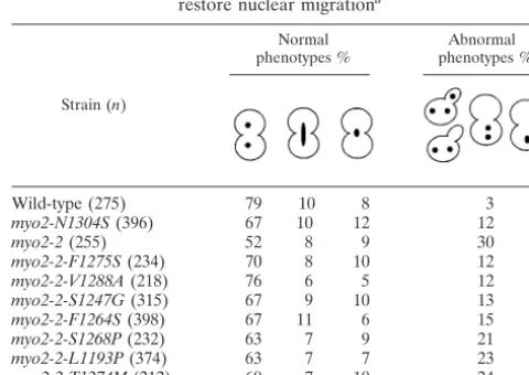 TABLE 3. Interaction of the Myo2p tail mutantswith Vac17p, Kar9p, and Smy1p
