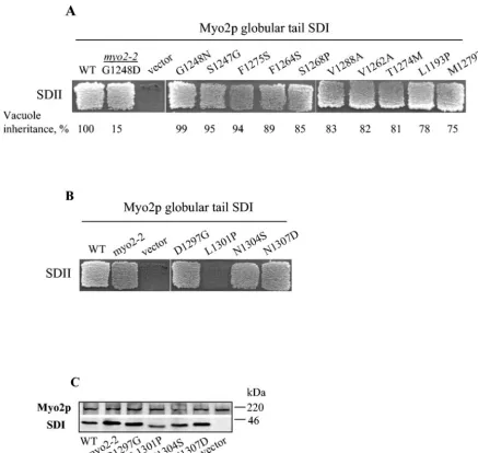 FIG. 6. Subdomains I and II interact in wild type and most partially functional myo2mutants
