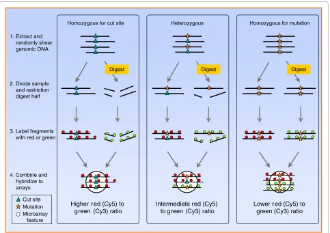 Figure 1 Restriction site tiling analysis identifies polymorphisms and genotypes individuals by hybridization to a custom microarraybase pair tiles (white circles) are designed to be centered on restriction enzyme cut sites