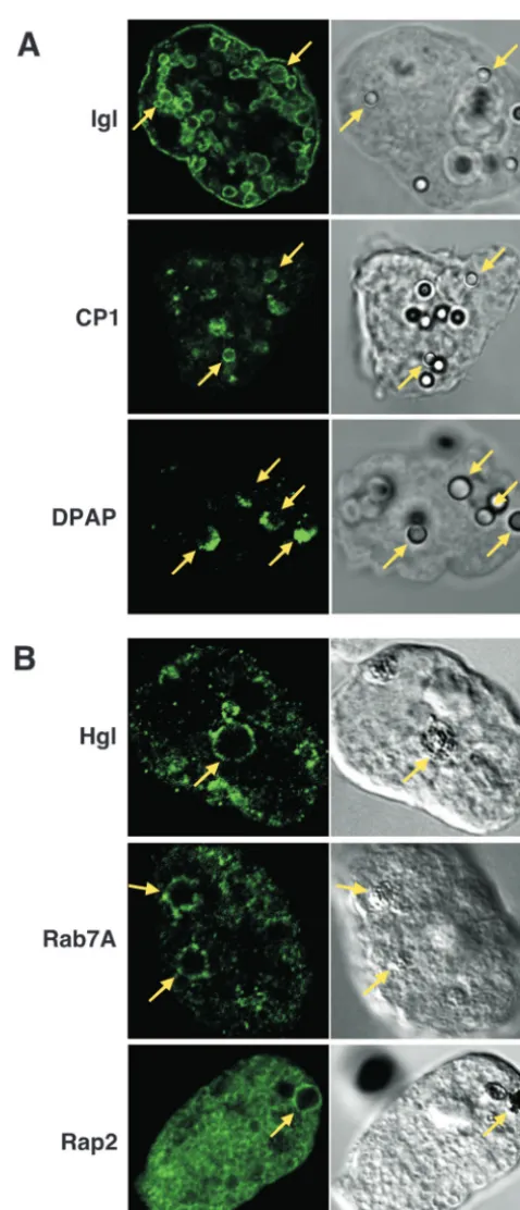 FIG. 1. Cellular localization of representative phagosome proteins.Wild-type amebae (panel A and Hgl in panel B) and myc-Rab7A- and
