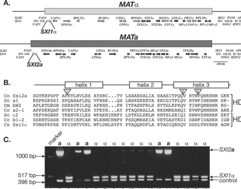 FIG. 1. MATschematic representation of theof nonidentical DNA present inexception offound in homeodomains above the sequences.SXI2Sxi2C