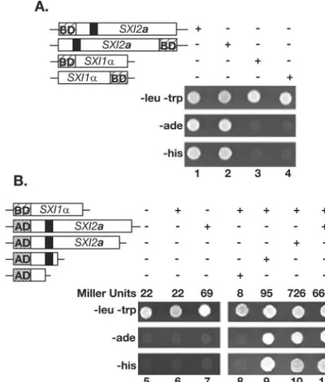 FIG. 4. Sxi1�Northern blot showing the levels of selected transcripts in wild-type,sxi1ORFs