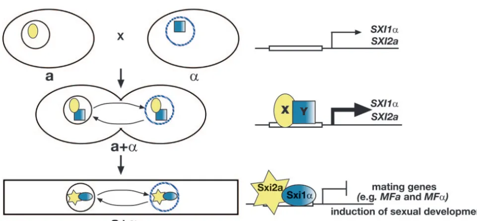 FIG. 6. Model for the regulation of sexual development in C. neoformansoval X and shaded blue square Y represent unknown(Middle) Following cell fusion,development
