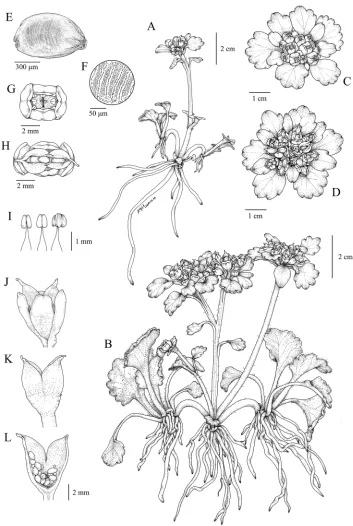 Figure 1. Chrysosplenium macrospermum Y.I.Kim & Y.D.Kim, sp. nov. A flowering individual B fruiting individual C inflorescence and bracteal leaves D infructescence and bracteal leaves E seed F seed coat, enlarged G flower (top view) H capsule, after dehiscence (top view) I stamen at various stages J capsule with persistent sepals (side view) K capsule, sepals removed L capsule, longitudinal section.