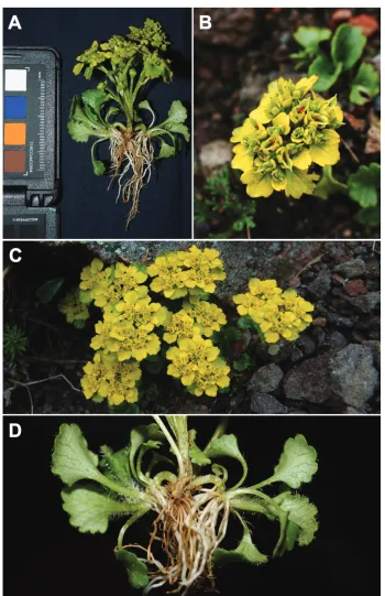 Figure 2. Chrysosplenium macrospermum Y.I.Kim & Y.D.Kim, sp. nov. A fruiting individual B infructes-cence, bracteal leaves and seeds in capsules C plant habit during flowering D fruiting individual showing short arch-shaped sterile branches and thick fibrous roots.