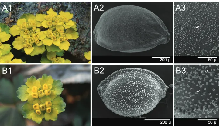Figure 3. Chrysosplenium spp. inflorescence and seeds. A C macrospermum Y.I.Kim & Y.D.Kim, sp