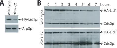 FIG. 2. Cells lacking dim1splicing. A) Theand 6) its four introns was introduced into the pREP42HA vector.Wild-type cells (strains 2, 4, and 6) and5) were transformed with vector alone (strains 1 and 2) or thepREP42HAStrain KGY1023 was maintained in synthe