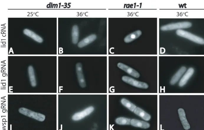 FIG. 6. Localization of individual transcripts in dim1as controlgRNA expression constructs with pREP41CP-GFP allowed visualization of their localization at either 25°C (A, E, and I) or 36°C (B to D, F toH, J, and K) in-35 cells