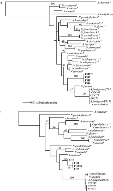 FIG. 1. ML tree of partial nucleotide sequences of genes for �and isolates assigned to-tubulin (a) and rodlet A (b) from the variant isolates (in bold), A