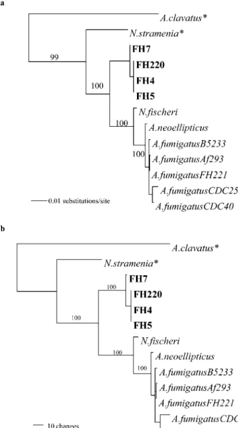FIG. 2. ML tree of partial nucleotide sequences of the salt-respon-sive gene (a), ITS (b), and mtcytb (c) regions of the variant isolates (in