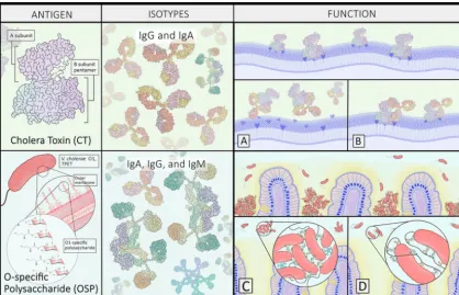 FIG 1 Cholera toxin (CT) and the O-speciﬁc polysaccharide (OSP) are the two dominant V