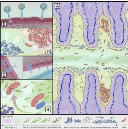 FIG 2 Interactions between the gut microbiota, their metabolites,reduced expression of virulence genes that enable colonization and cholera toxin production, and activation of genes that promote exitfrom the host, such as increased ﬂagellar motion