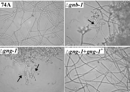 FIG. 3. Phenotypic characterization during the sexual cycle. (A) Fertilized structure (perithecium) formation