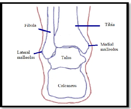 Figure ‎2-2: The movement of foot and ankle joint. A: Frontal plane components of inversion/eversion