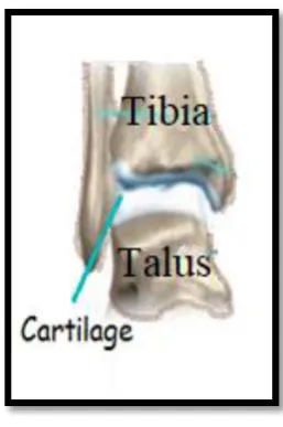 Figure ‎2-4: Schematic diagram presenting hierarchical structure of ligament in cross section  