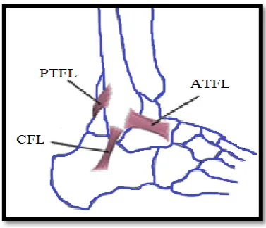 Figure ‎2-5: Lateral view demonstrates the lateral ligaments  