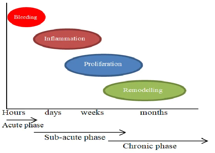 Figure ‎2-24: Three phases of healing process (inflammation, proliferation, and remodelling) during acute, sub-acute, and chronic phases  