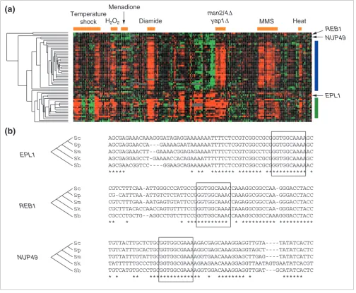 Figure 4Relationship between conserved Rpn4p-binding sites and expression