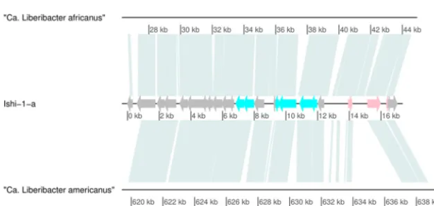 FIG 3 Annotation of representative sequence Ishi-1-a of type 4. The ﬁgure represents predicted CDS ofIshi-1-a, with ORFs color coded to predicted functions.
