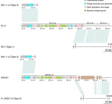 FIG 1 Reconstruction of type 1 and 3 prophage-like sequences using AHCA1-a and FL17-a and nearby regions