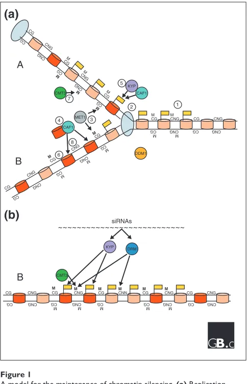 Figure 1A model for the maintenance of chromatin silencing.coupled maintenance of a silent region of chromatin