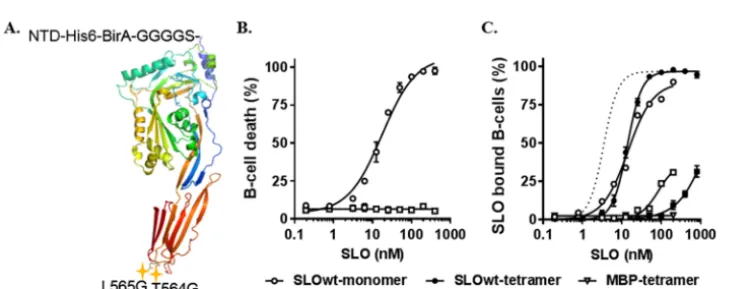 FIG 1 Illustration of antigen-speciﬁc B cell isolation by the direct and indirect methods