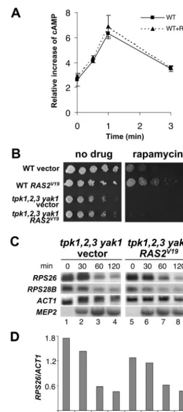 FIG. 5. Rapamycin does not interfere with the ability of cells tosynthesize cAMP in response to glucose