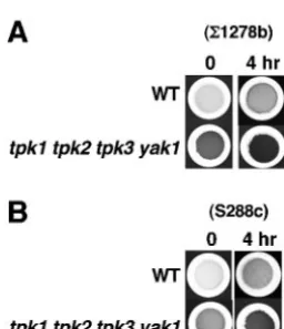 TABLE 2. Rapamycin induces expression of genes involved inglycogen accumulationa