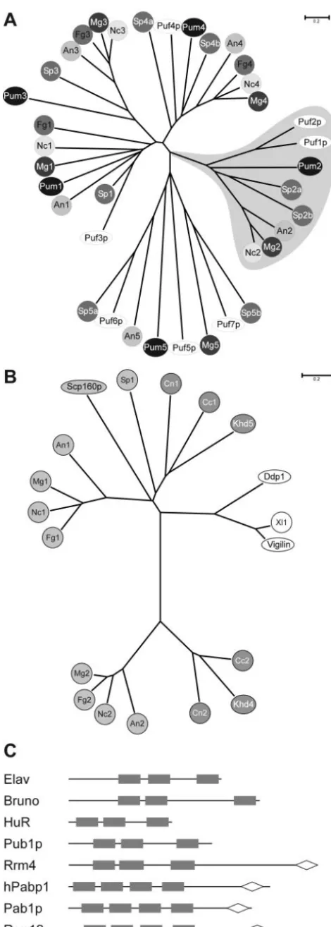 FIG. 6. (A) PUM-type proteins in fungal model organisms. Anunrooted dendrogram was created by the distance-based minimum-