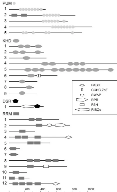FIG. 1. Domain structures of PUM-, KHD-, DSRM-, and RRM-type RNA-binding proteins. Lines symbolize ORFs (length scale at the