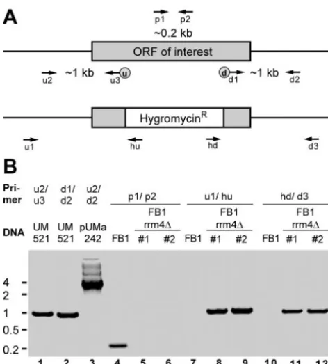 FIG. 2. Strategy to generate mutants carrying deletions in genesencoding RNA-binding proteins