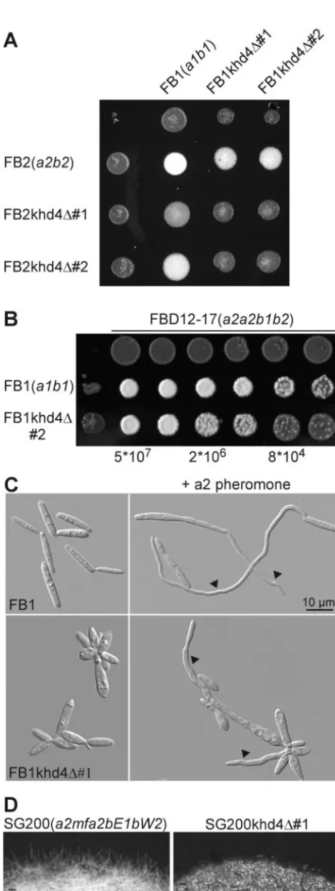 FIG. 3. khd4(A) Strains indicated on the left were coinoculated on activated char-coal-containing plates