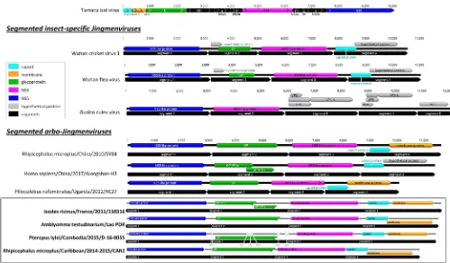 FIG 2 Genome organization of representative insect-speciﬁc and arbo-Jingmenviruses and genome organization of JMTV determined in this study