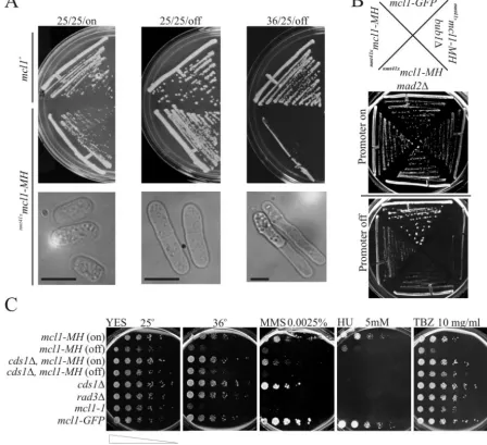 FIG. 1. The expression (25/25/off), or at 36°C (36/25/off). The lower panel is a phase-contrast light microscope image ofmcl1culture prior to plating (bar in phase-contrast images represent 5nmt41xthen split into medium without (on) or with (off) 10 mM thi