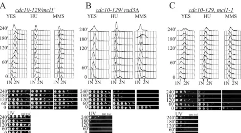 FIG. 3. mcl1at 36°C and then released into either YES, YES with 12 mM HU, or YES with 0.02% MMS