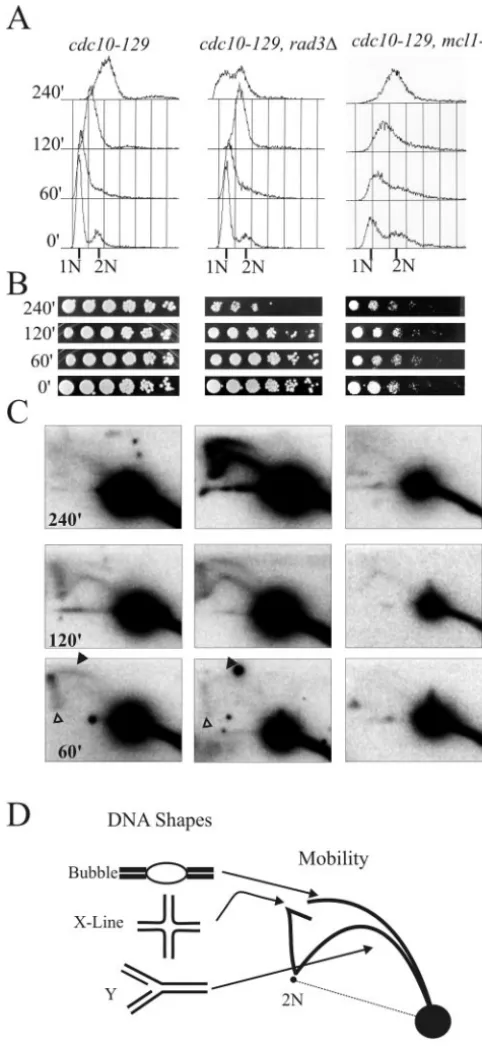 FIG. 4. DNA replication forks at ars2ined during replication stress are stable and persistent
