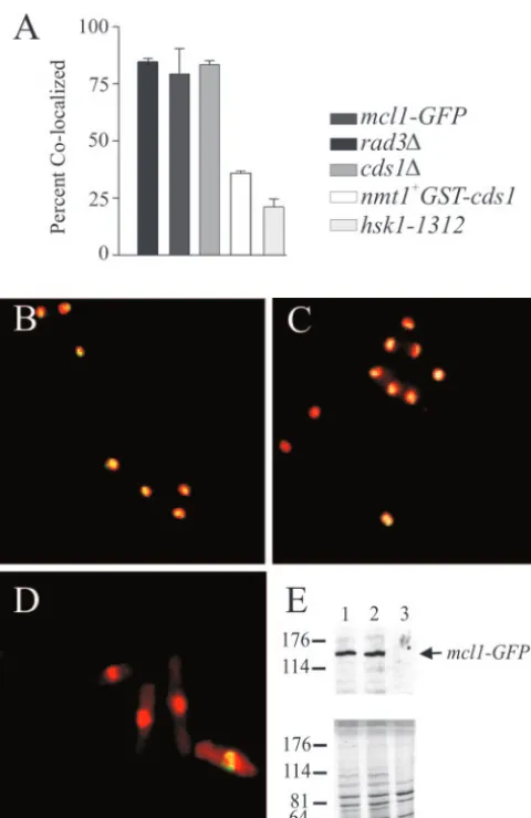 FIG. 5. Hsk1 and Cds1 affect the localization of Mcl1p to chroma-tin during HU arrest