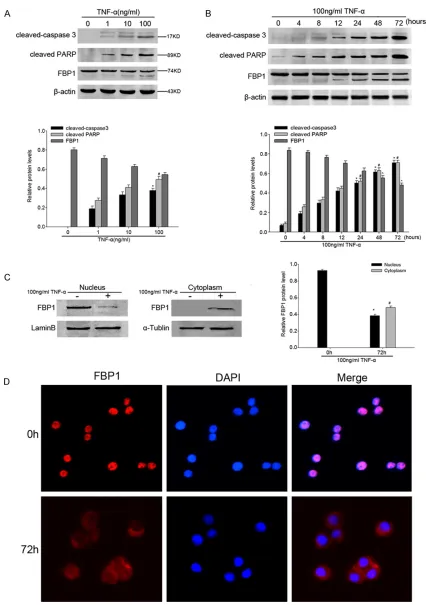 Figure 4. A. Cleaved-caspase 3, cleaved PARP and FBP1 protein in whole-cell lysates derived from different concen-tration of TNF-α treated (24 h) HT-29 cells shown by representative western blots of FBP1 and the loading control, β-actin