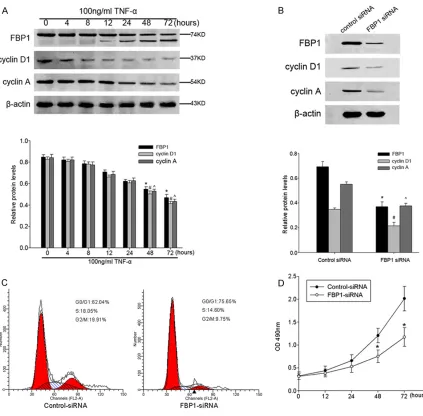 Figure 5. A. Upon TNF-α stimulation, FBP1/cyclin D1/cyclin A down-regulated concomitantly, reached the minimum at 72 h