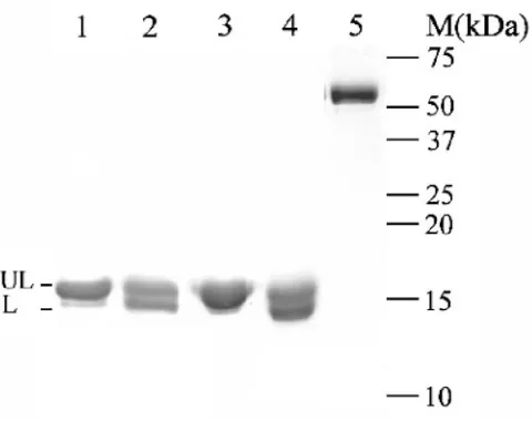 FIG. 4. Gel ﬁltration elution proﬁles of endogenous H and L pro-teins. An extract of puriﬁed hydrogenosomes (1.5 ml) was loaded on a