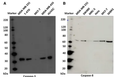 Fig. 1  Antibody validation for anti-caspase-3 (panel A) and anti-caspase-8 (panel B)