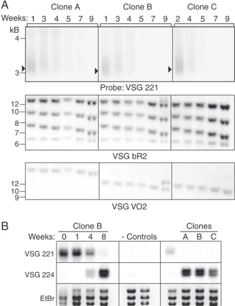 Fig. 3, the population lost VSG 221 by 8 weeks. (Middle panel) Re-probing of the blot with an ES-speciﬁc pseudogene probe