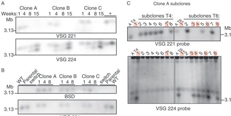 FIG. 5. Chromosomal DNA separation by RAGE conﬁrms that VSGconversion event. (A) (Upper panel)on the same chromosome