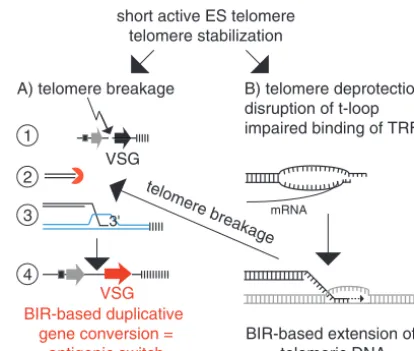 FIG. 6. (A) Model for telomere breakage and duplicative geneconversion through BIR. (B) BIR-based elongation of deprotected