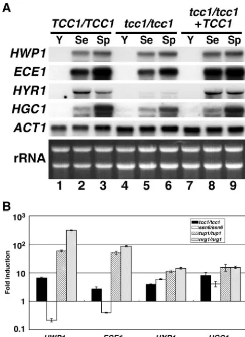 FIG. 6. Expression of hypha-speciﬁc genes in the tcc1Values normalized tovalues of the TUA6 wild-type strain are shown for four HSGs (ECE1((Y, YPD, pH 5.6, at 30°C; Se, YPD, pH 7.2, plus 10% calf serum at37°C; Sp, Spider medium at 37°C)