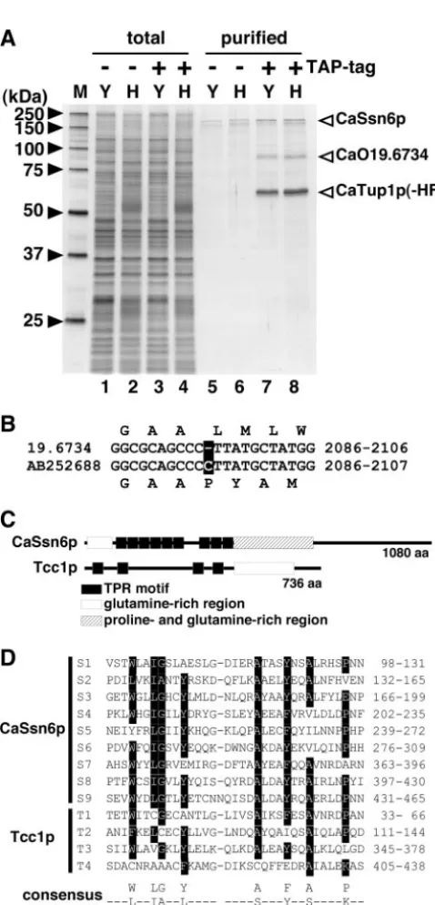 FIG. 1. Identiﬁcation of a protein encoded by Orf19.6734 as acomponent of the CaTup1p complex